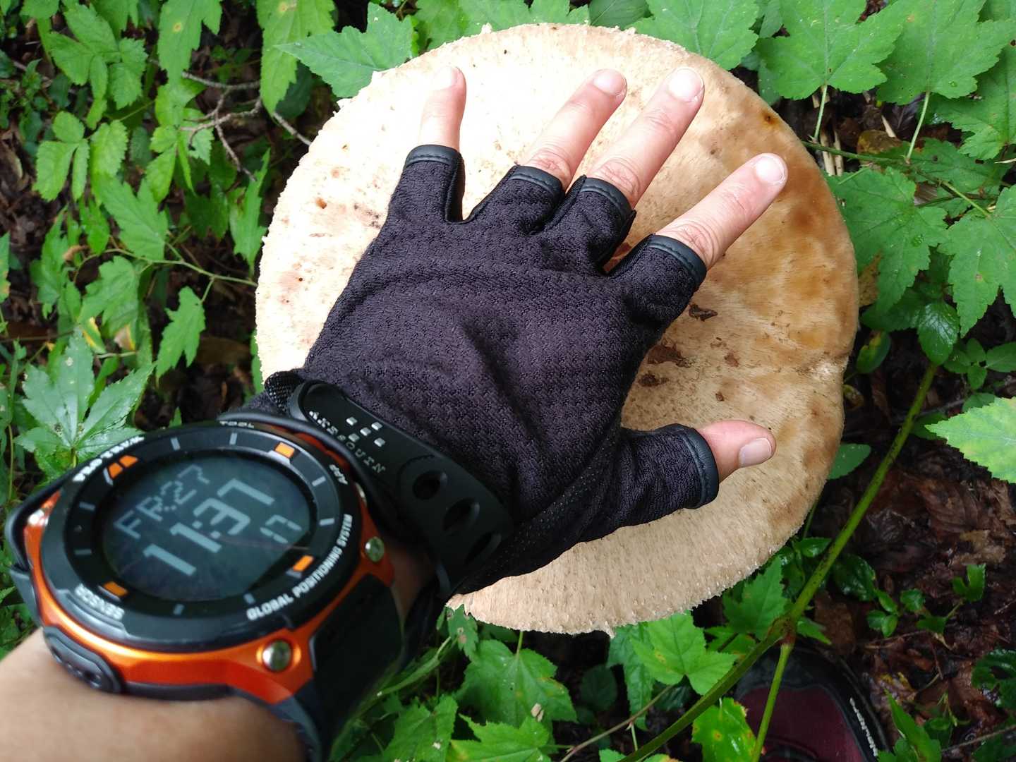 私の手よりデカイ
バレーボール位あります
