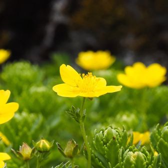ミヤマキンバイで合ってます？
黄色いお花はどうもわからん