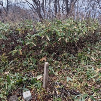オタモイ山頂
草刈りやベンチの整備をされてました。
いつもありがとうございます🙏