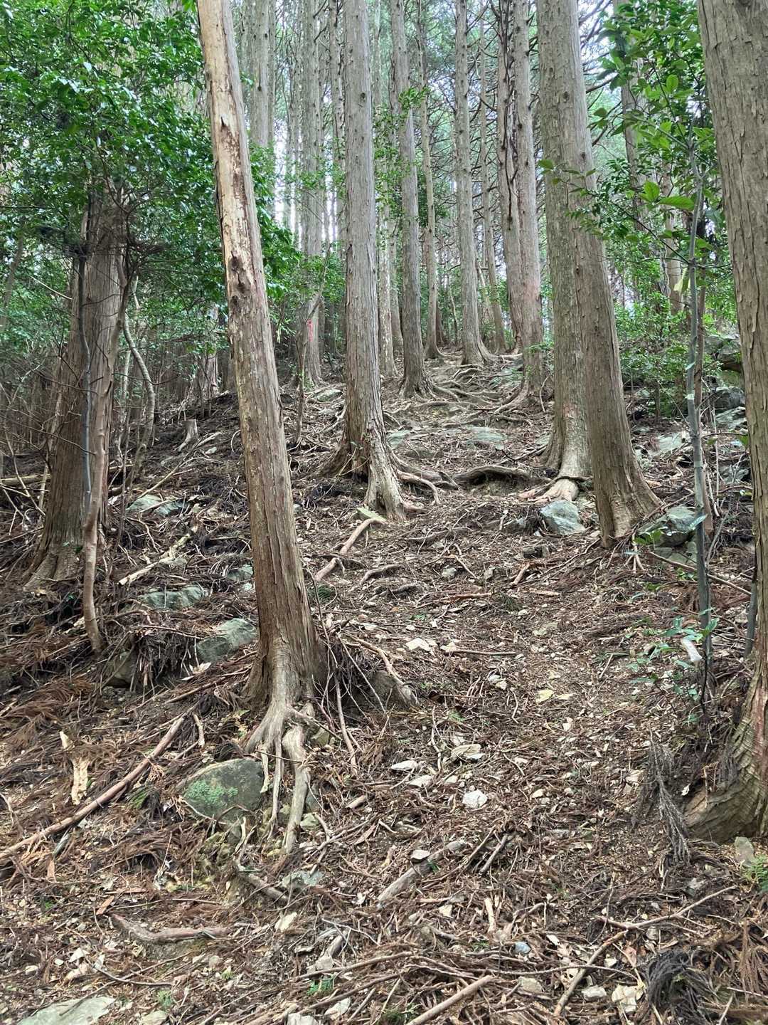 大峯山手前の急登💦