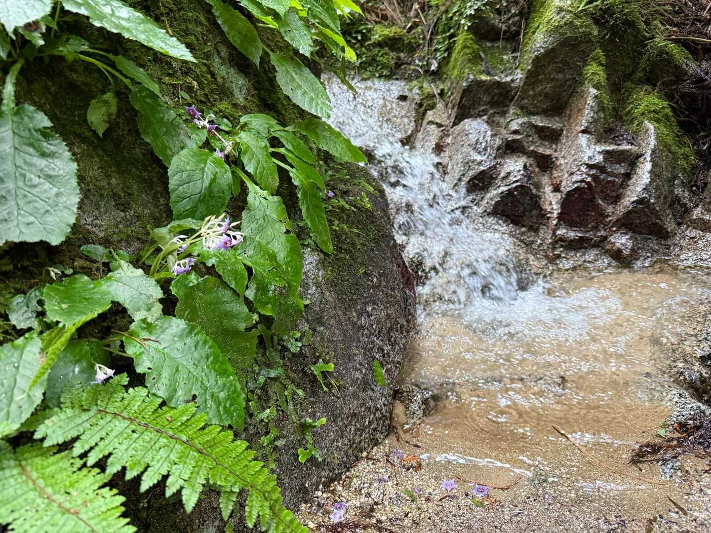 寺谷-金剛山-文殊尾根 周回コースの写真