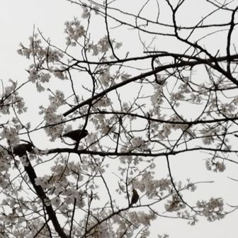 駐車場の桜が咲き始めていました🌸ヤマガラとウグイス？メジロ？がいました🐦️
