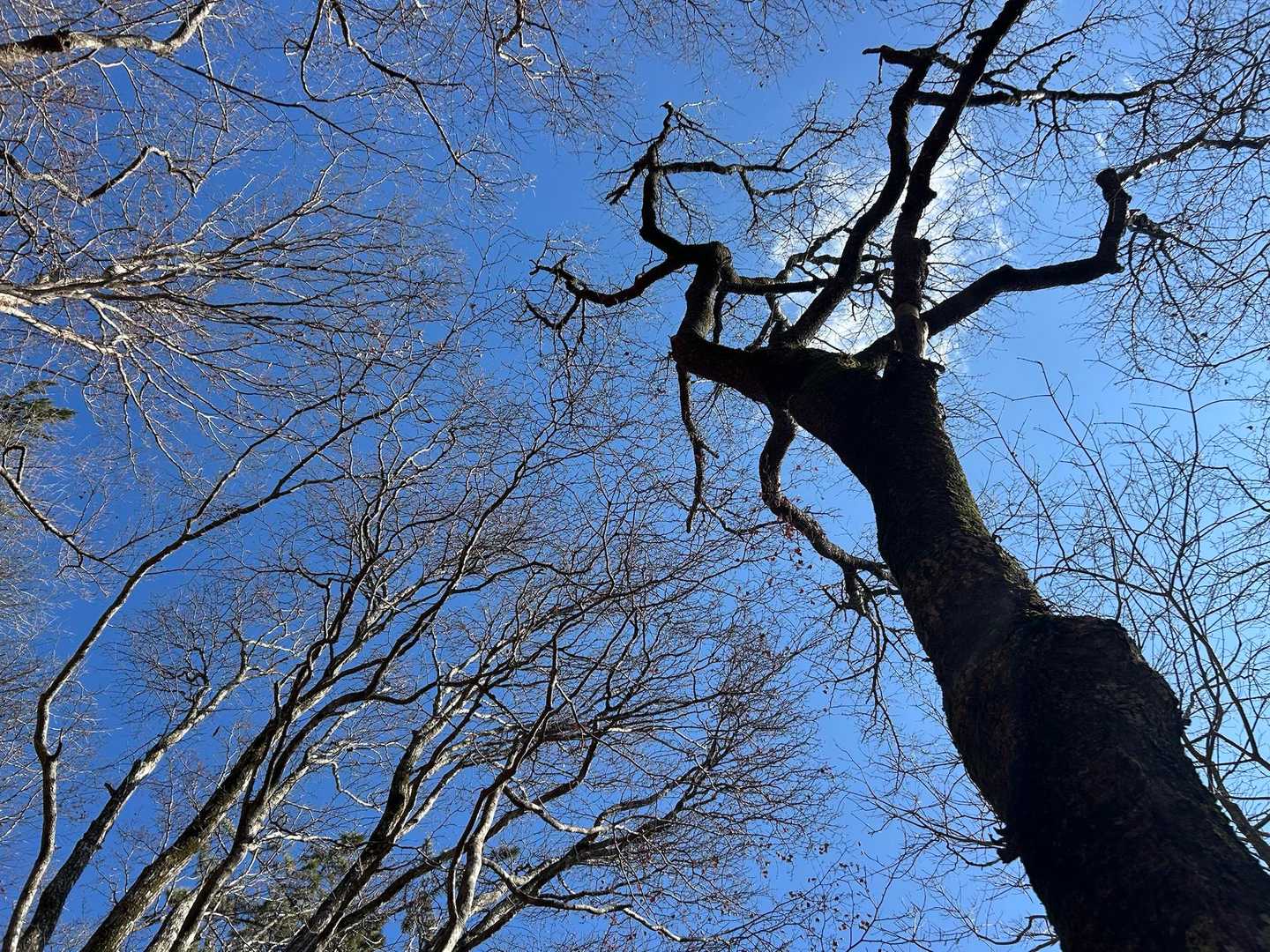 そうやった('ﾛ'('ﾛ'('ﾛ'('ﾛ' )!!!
樹林帯とはいえ
ほとんど落葉樹やし
この時期は雨も陽射しも
避けられんやん｡ﾟ+.( °∀°)ﾟ+.ﾟｲｹ-ﾝ