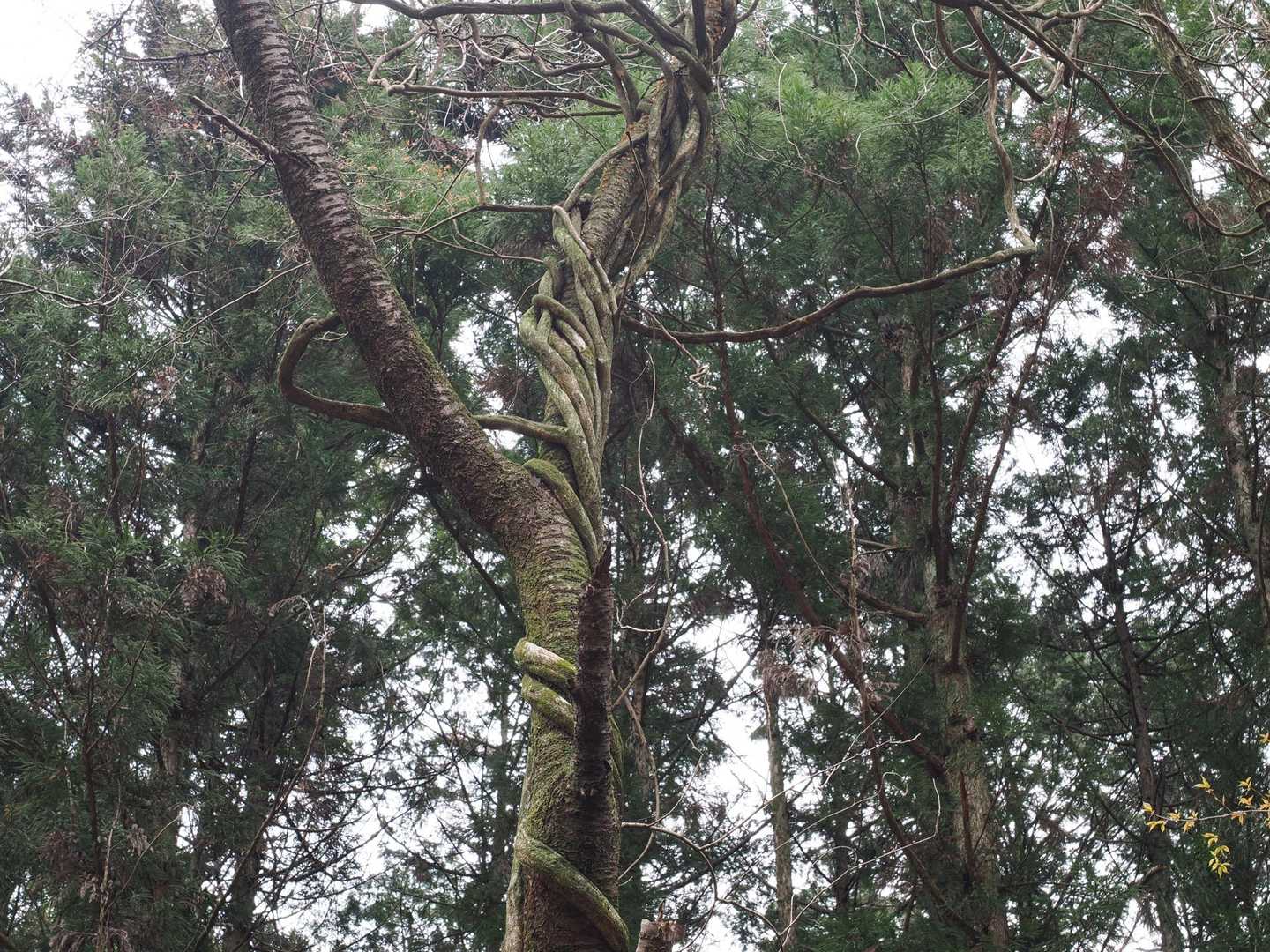 焼森山登山口までは2キロほど林道を歩きます

ツタのようにグルグルと絡まった木がチラホラあり、楽しく歩けました