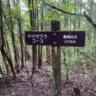猿投山山頂を過ぎて、特に気にせず歩いてたら
行きと違う全然違う方向に歩いてました💦
地図を見てビックリ‼️
でもまた合流できるので地図を見ながら
歩いていきます

そしたらヤマザクラコース
獣道のような登山道
登山者さんほとんど歩いてなく
静かな登山道です✨