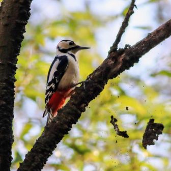 今日はずっとアカゲラ🐦️🎶木の皮が飛んでる〜🎶
虫でも探してるのかな？