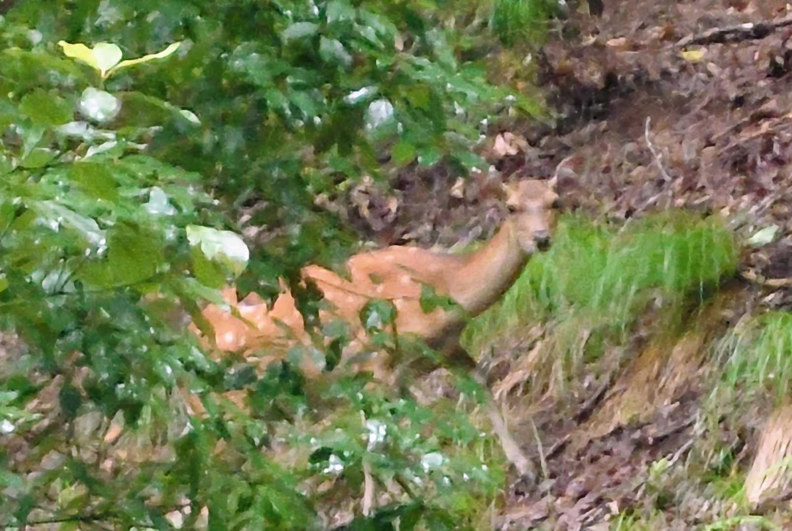 鹿がこちらを見てました🦌
