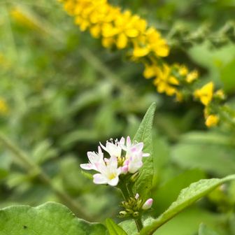 秋のお花たちも、いいですねー