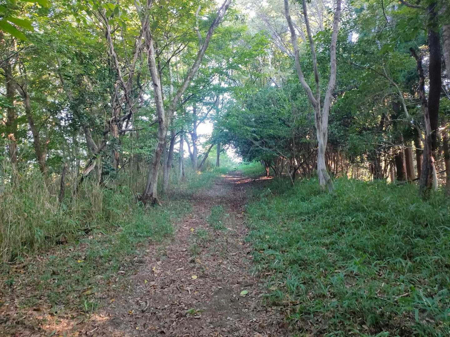 志高湖畔バス停-小鹿山 周回コースの写真