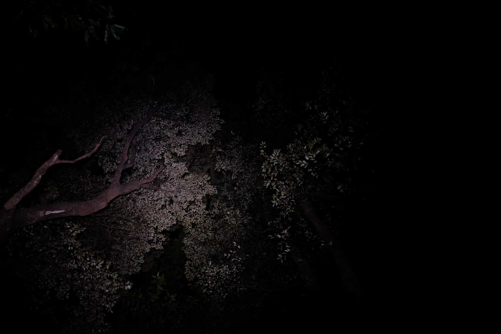 時々ガサガサと