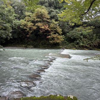 ドレミファ橋という、地元では有名な川を歩いて渡れる場所のようです。
が、増水して渡れず。先行の方に教えて頂きました。
ありがとうございました。
写真はぐるっと回り道して本来は渡った先の場所から
撮影。
たしかにムリですね。
特に規制などはありませんでした。