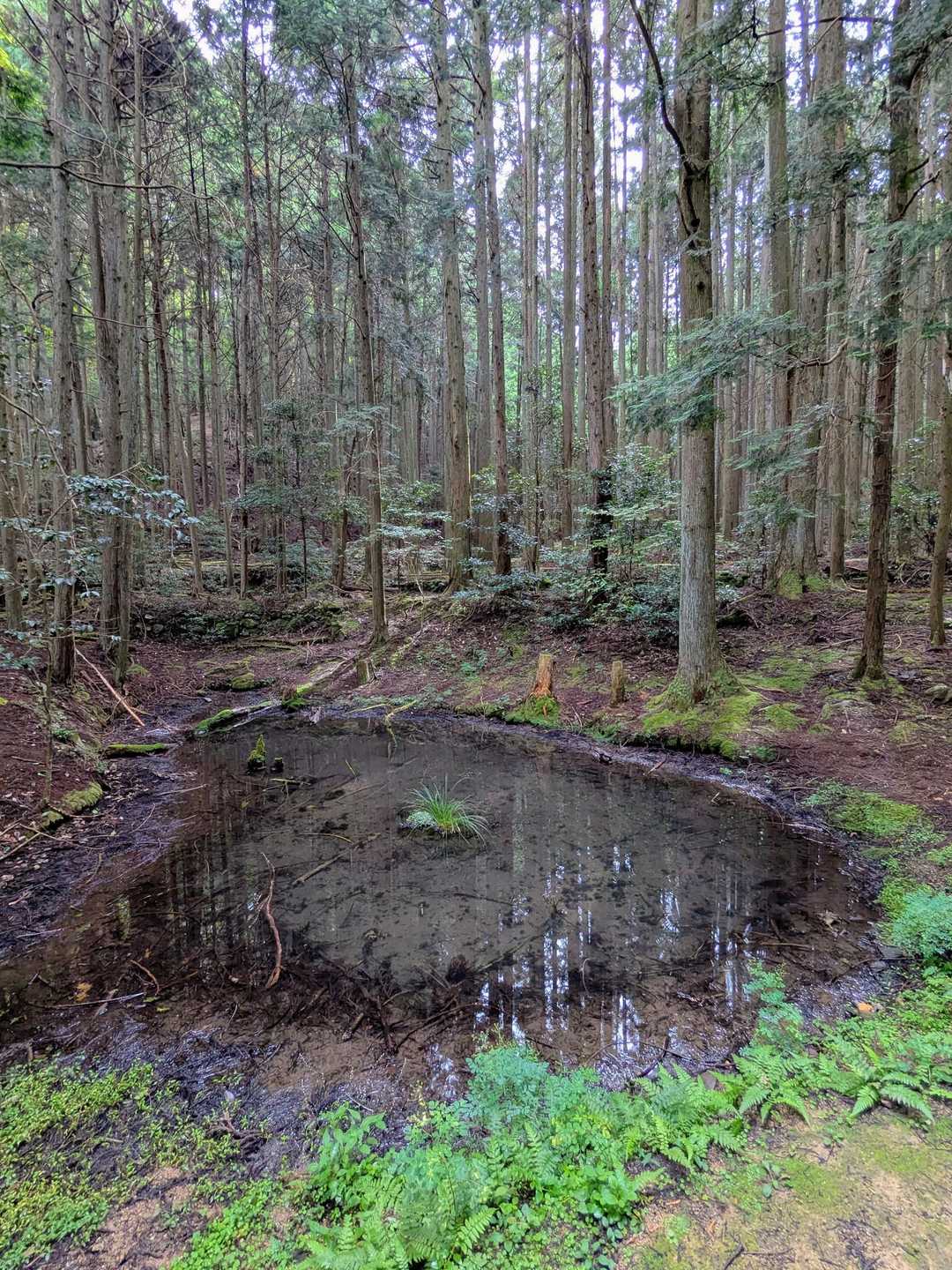 舩谷山-深山 往復コースの写真