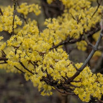 セイヨウサンシュユ