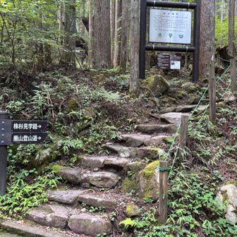 登山口
株杉コースから