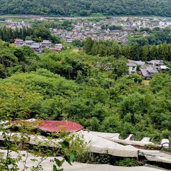 上からの見た緑のラブレター　上から見るものじゃなかった🙂‍↔️