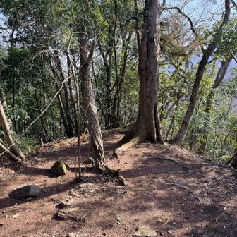 青田山の山頂は6畳くらい。展望なし。左下に写ってる岩が、ティラノの絵が描かれたもの