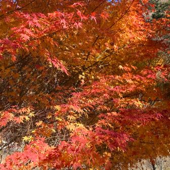 紅葉🍁も残っていました