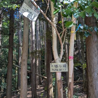 椿が峰のピークです。
なぜか看板は甲山労山の方が作ってくれたみたいです。
眺望もいまいち、ピークハンター以外は来なくてよいかも😂