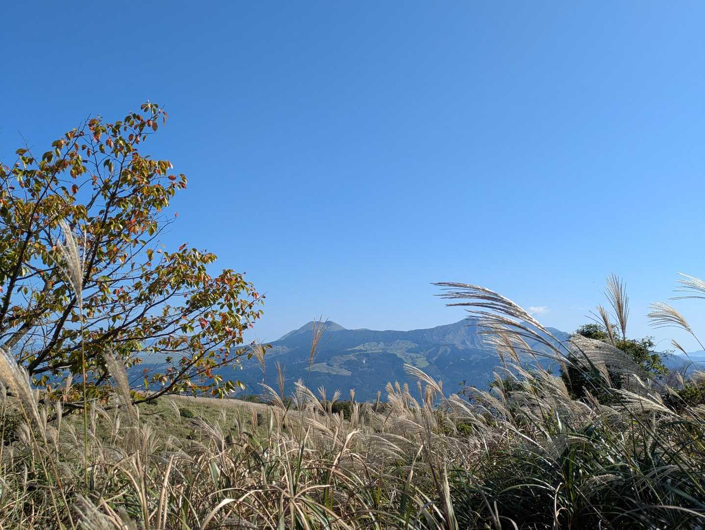 色付き始めた葉っぱ🍂＆ススキ🌾

✨秋の風景✨
