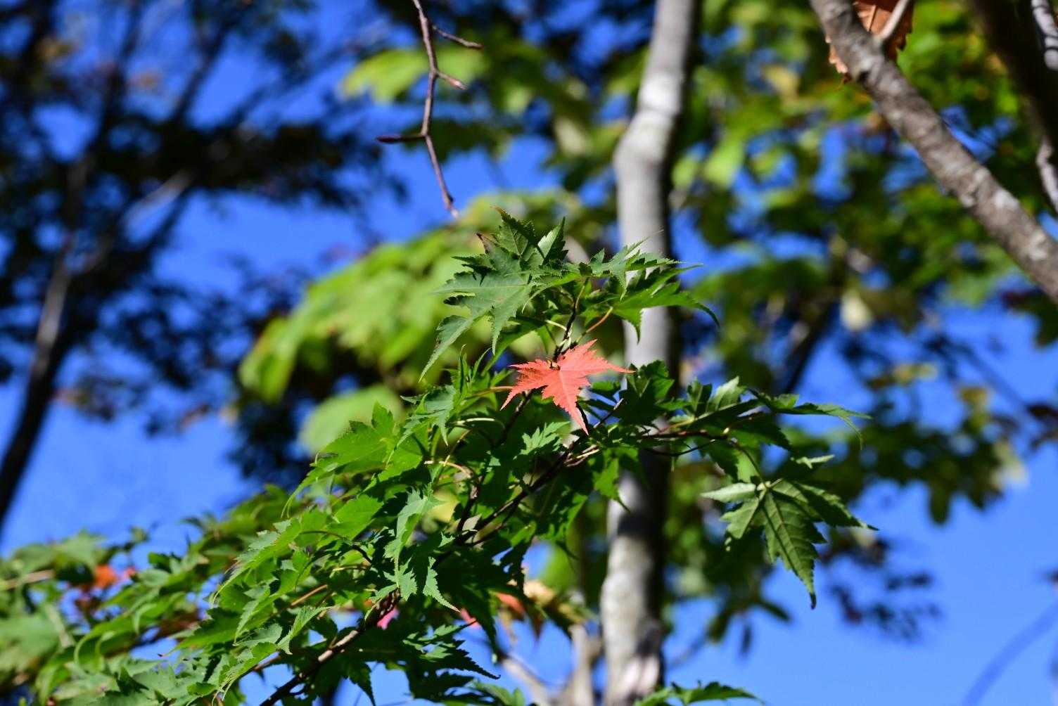 1枚だけ🍁
