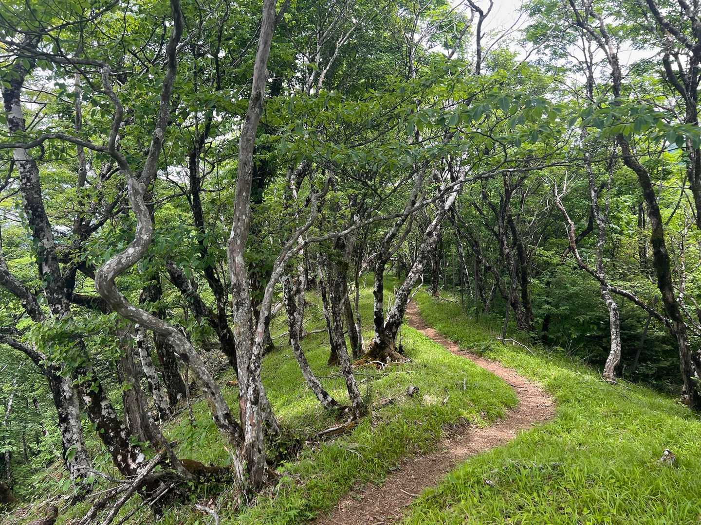 加入道山-大室山 往復コースの写真