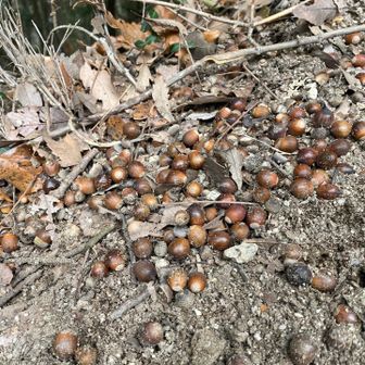 どんぐりの宝石箱やー