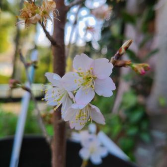 大地に咲く碧い桜