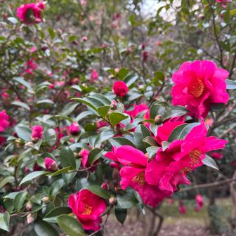 山茶花の花🌸満開♪