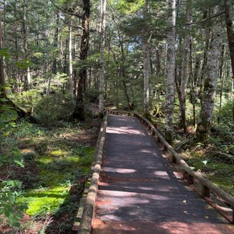 感じのよい木道もある
まあ、ほとんどはフツーに山道🤭