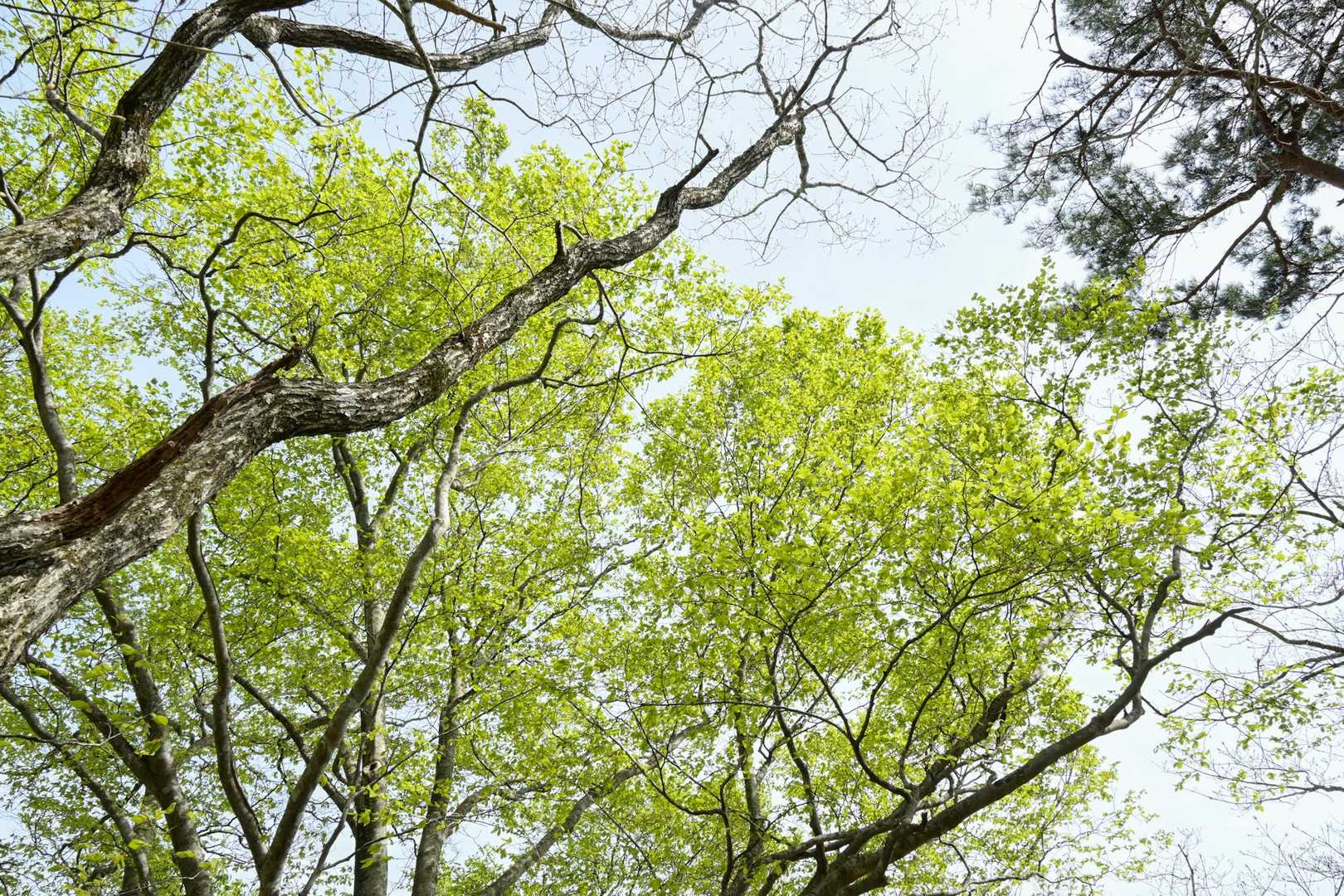 東根山 往復コースの写真