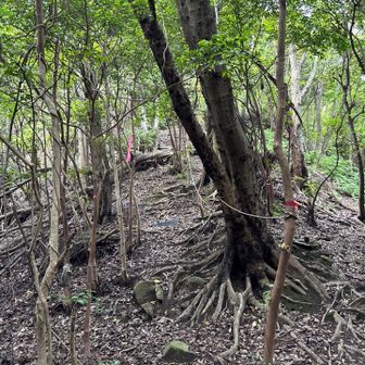 龍王山への登り