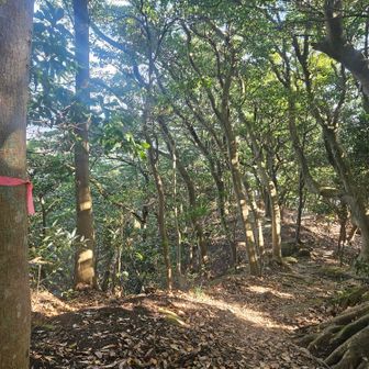 一旦山頂に戻り、さらに先に進むと、こちらも誰もいません😅（赤テープはあり）