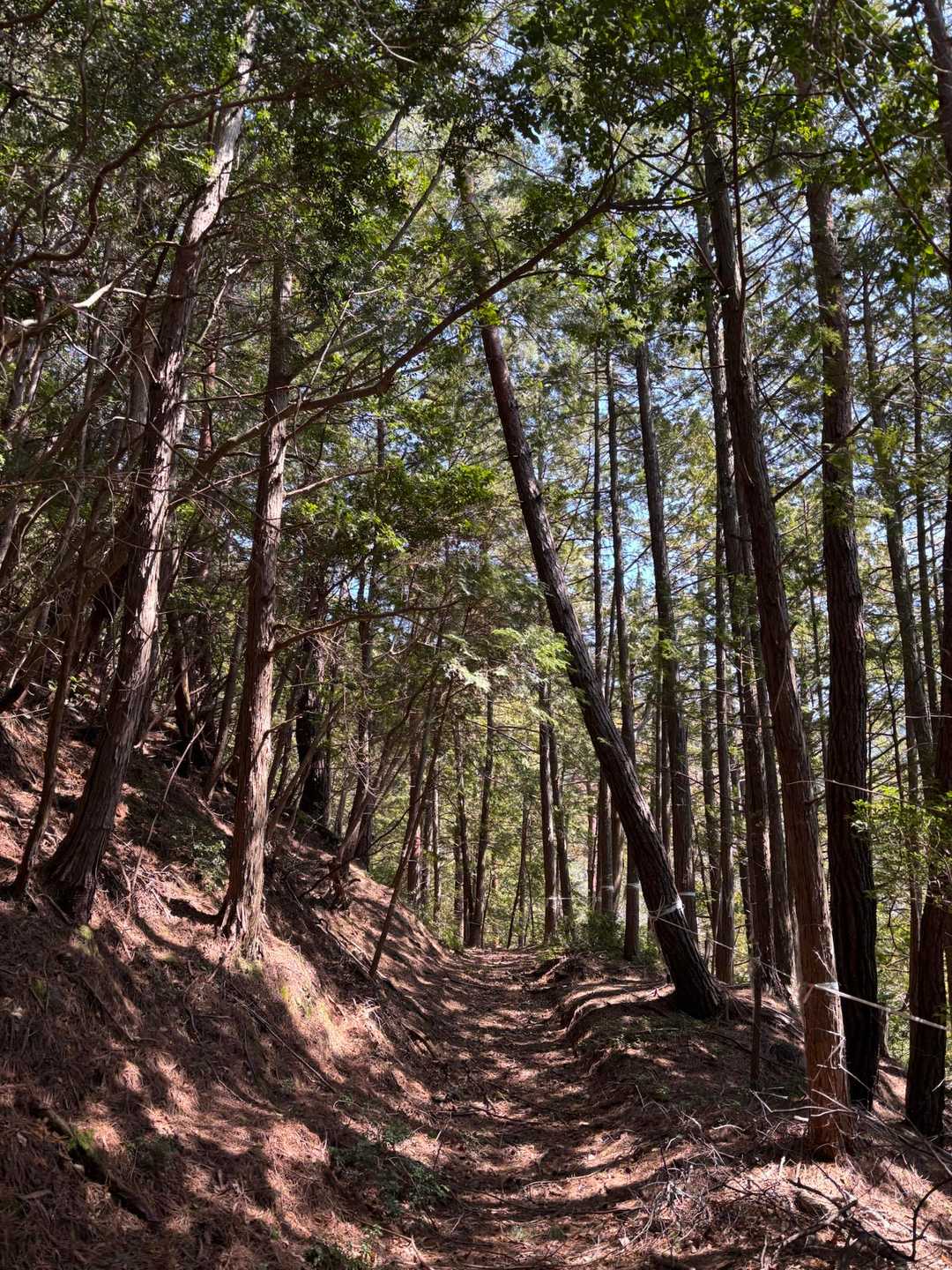 アスファルトを抜けてようやく登山道らしい道へ😋時々抜ける風がここちいい♡