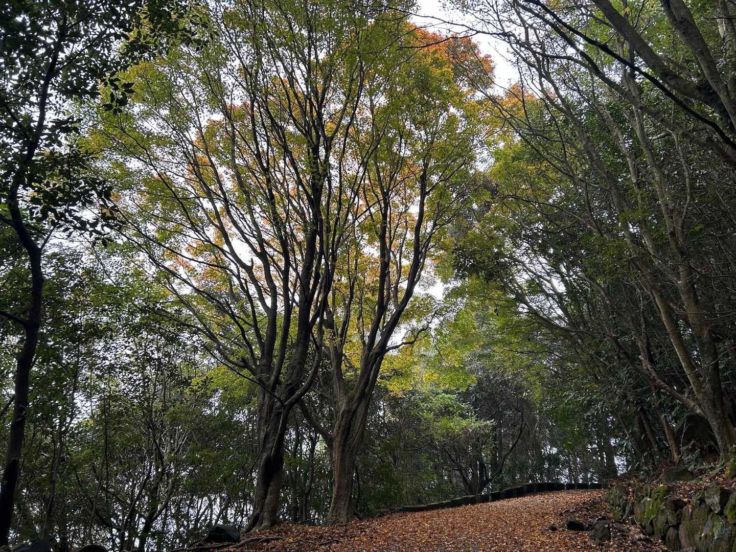 権現山登山道(車道)