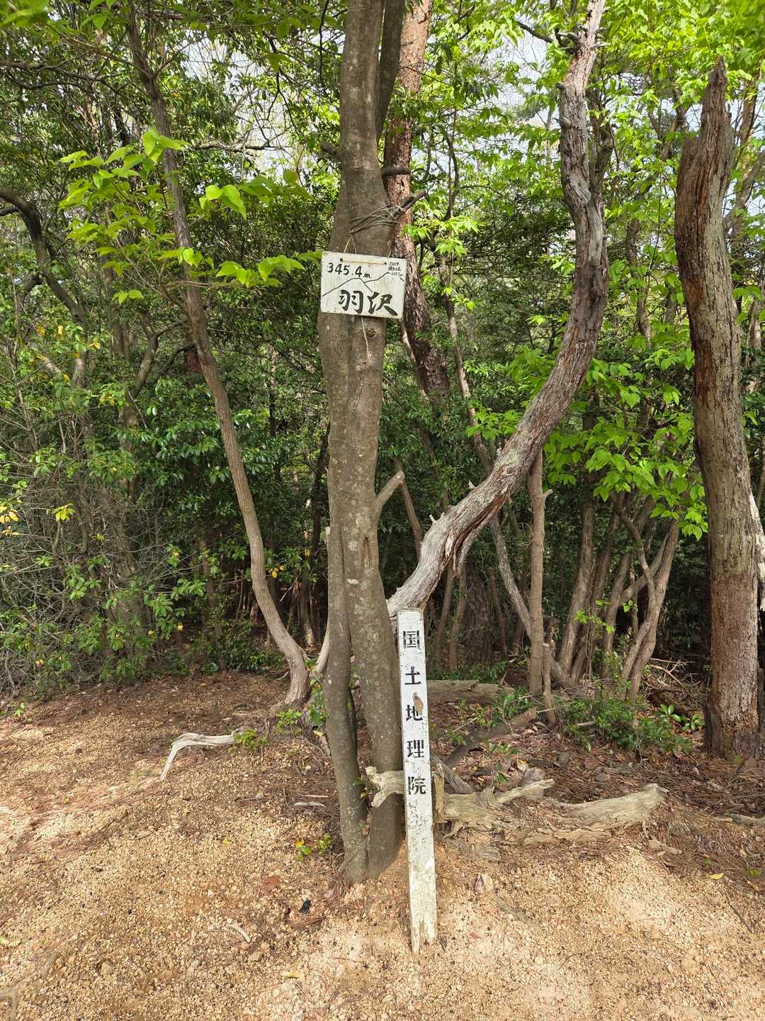 羽沢山頂