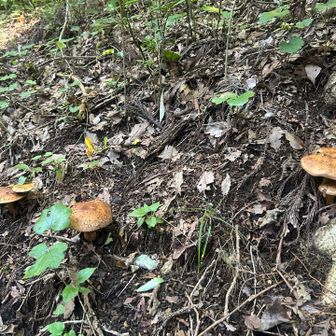 立派なキノコ🍄‍🟫イグチの仲間？だったら、キノコ汁にしたら美味しい😋