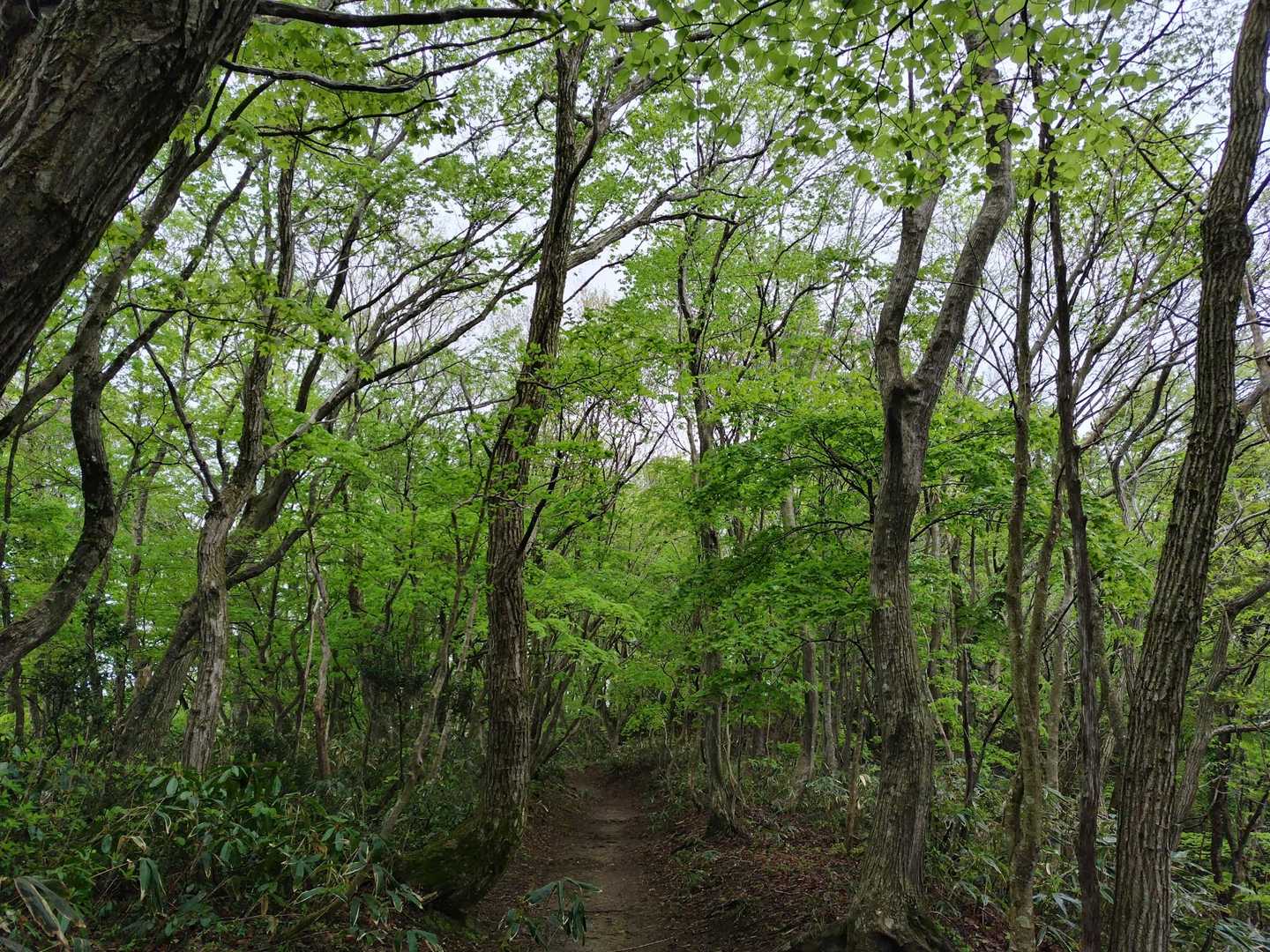 曇り空でもブナ林は気持ちいい🌳