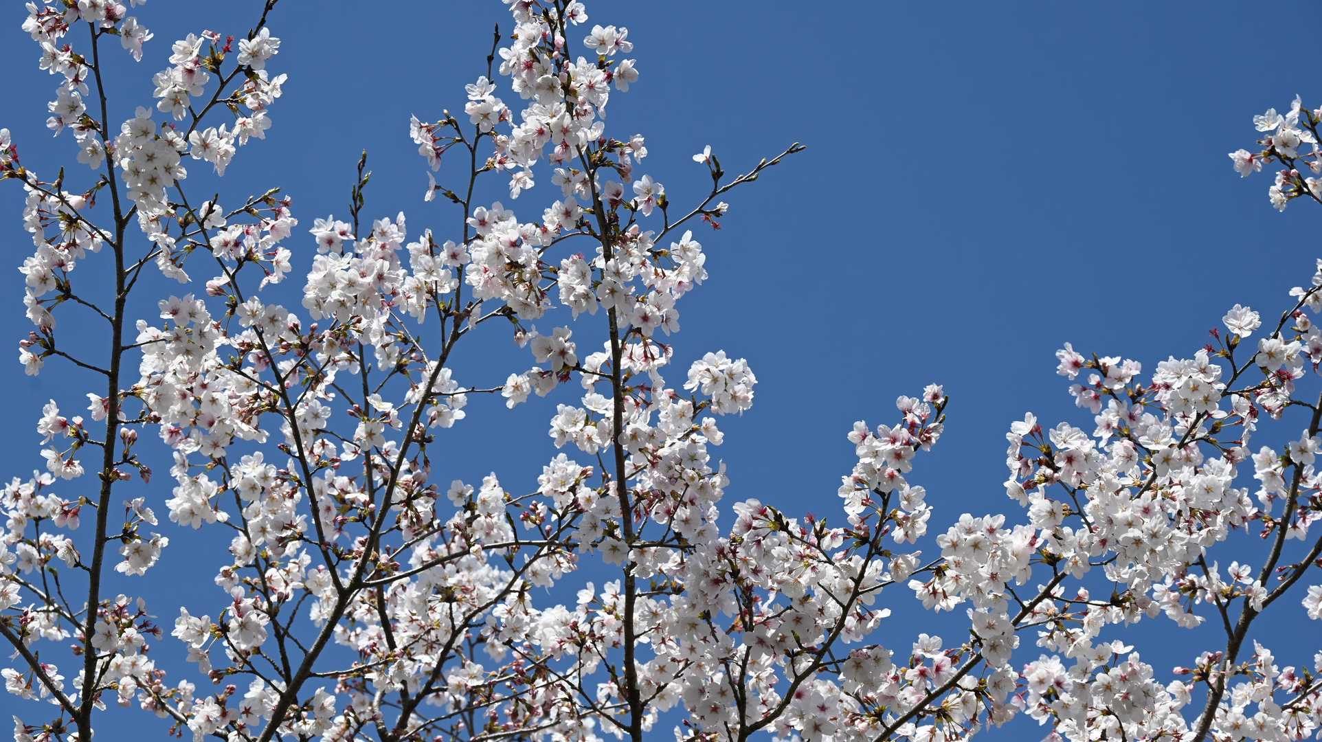 これよ！　この青空で桜が見たかったのー🟦🌸ヽ(^。^)ノ