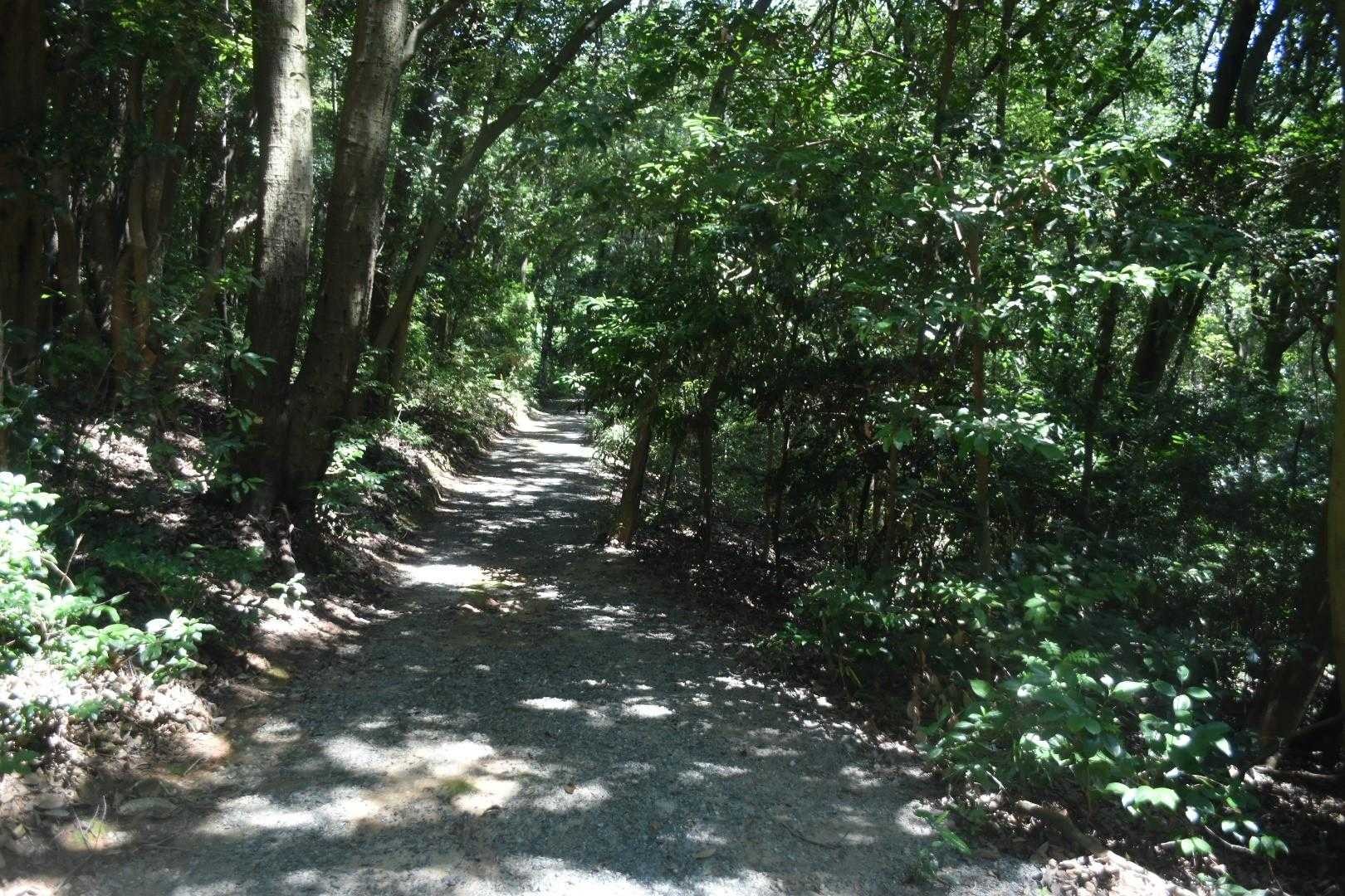 整備された舗装路。