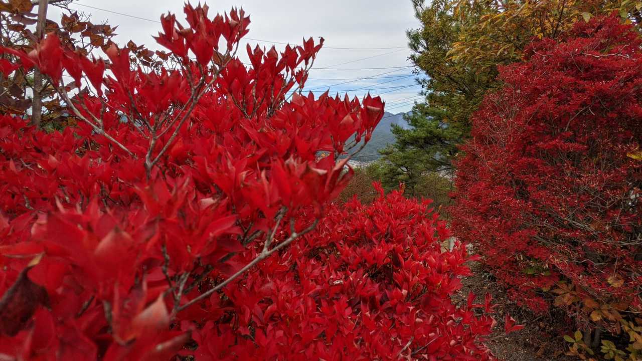 階段、上がると…
真っ赤🔴見事ですね～