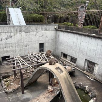 小さな動物園発見!
先ずは猿山へ
暑いのかな？ぐったり中