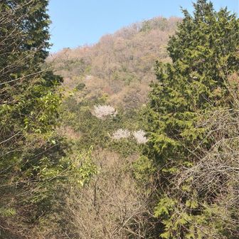 山桜が素敵