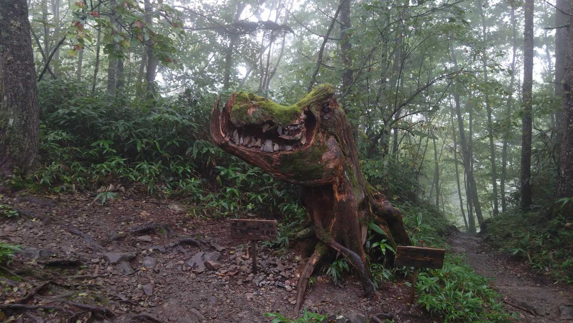 蝶ヶ岳 | 苔むした森を抜けてなだらかな稜線に立てば、槍・穂高連峰の大パノラマの写真