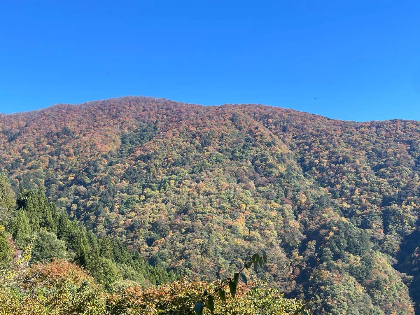 鷹ノ巣山 往復コースの写真