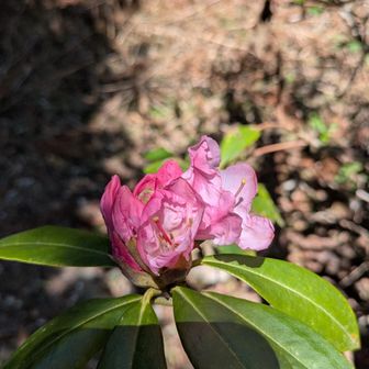 西洋シャクナゲのツボミ