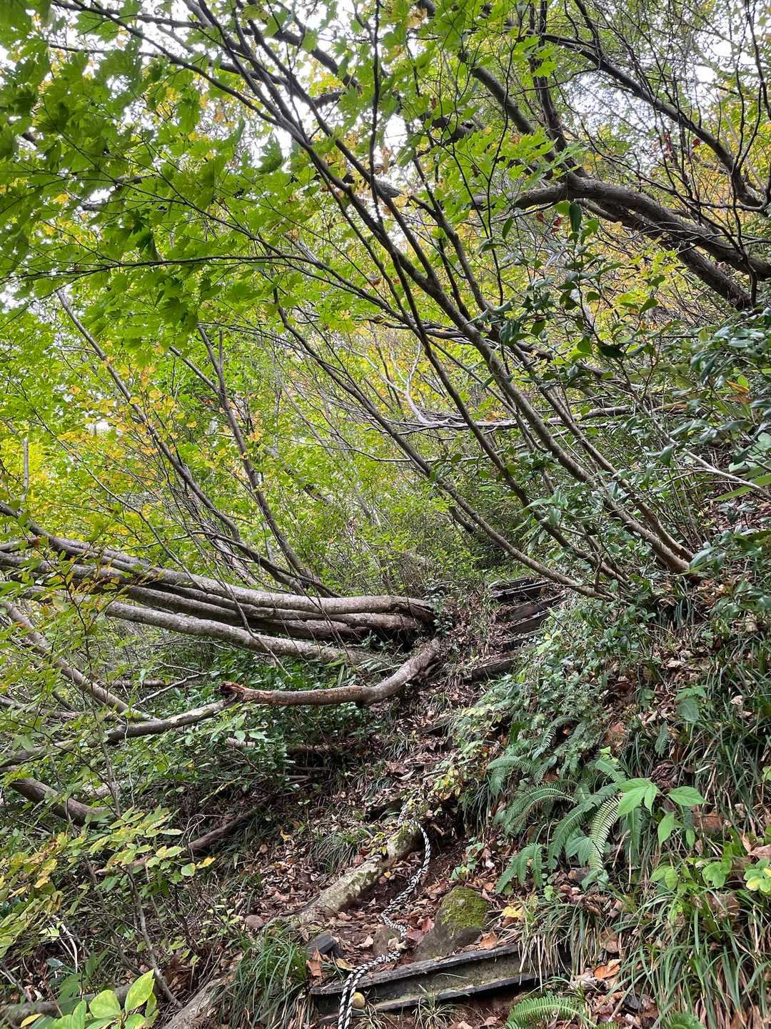 階段、嫌いだったけど
階段を一段上がるたびに山頂にグッと近づくと思ったら、
なんだか階段好きかも✨✨
と謎の階段愛が…💕