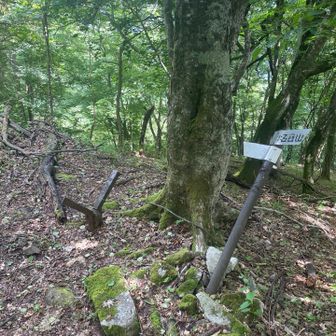 ここから林業の軌道跡で水平移動。