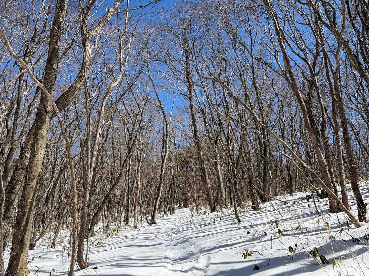 スノートレース❄️