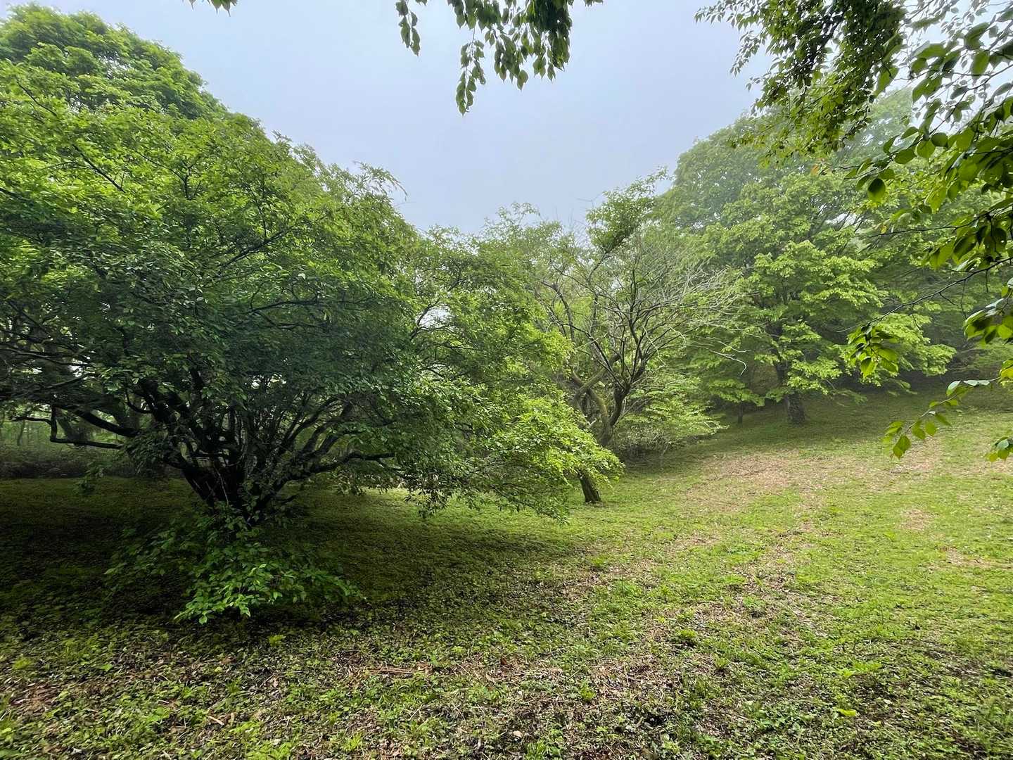 横に広がる木