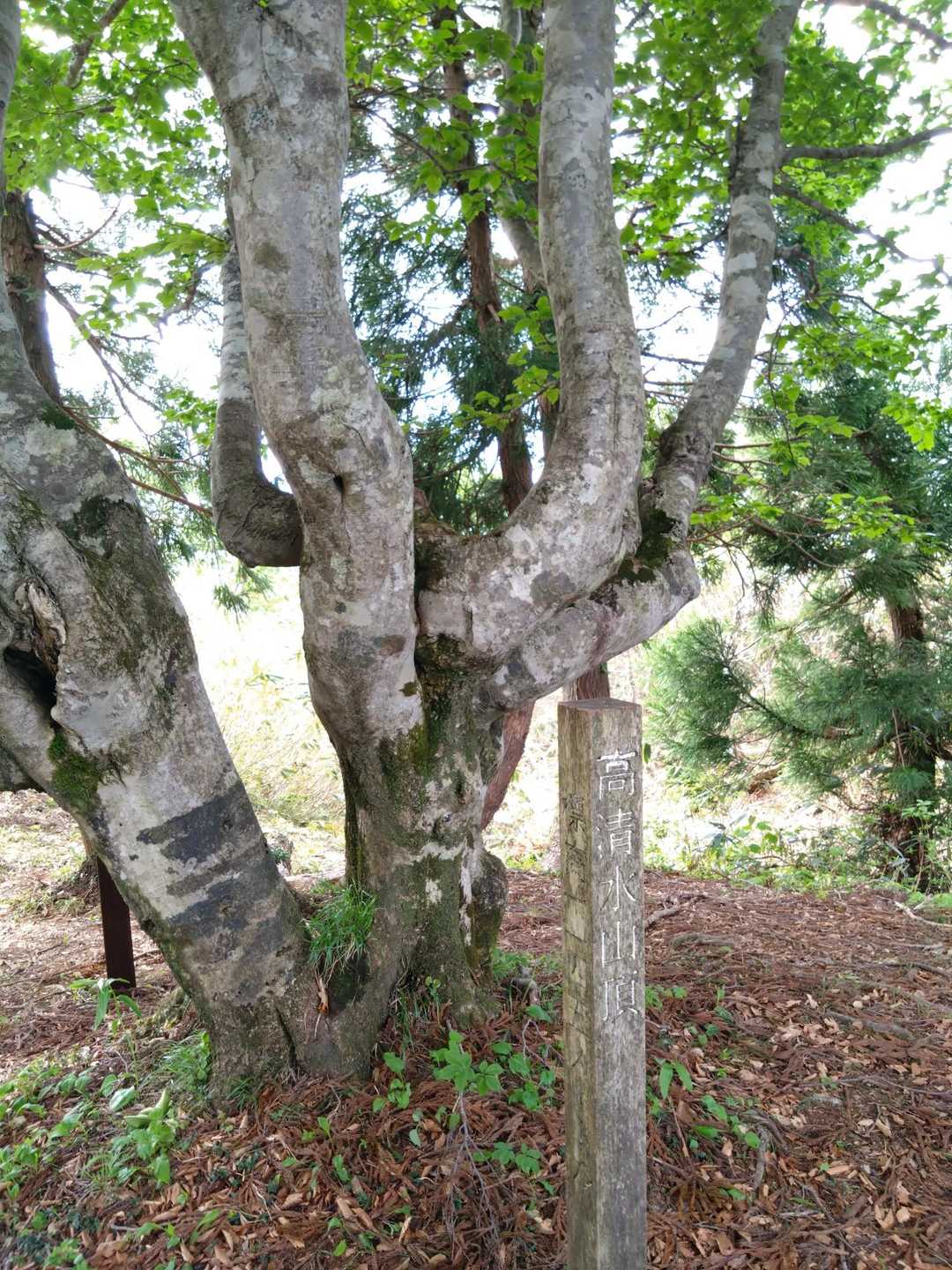 高清水山1145m登頂🙌